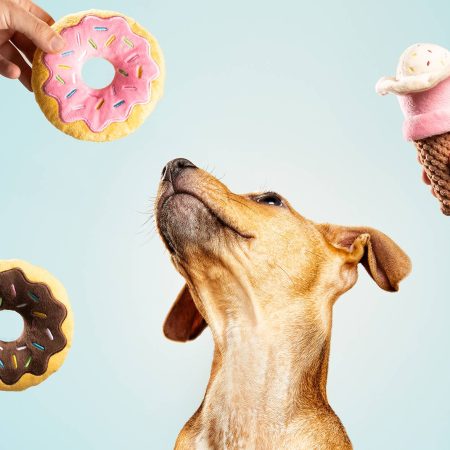 Chocolate Dognut, peluche para perros de la marca Gloria