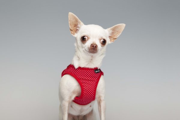 Arnés / Vestido de puntos para perros de la marca Gloria - Imagen 2