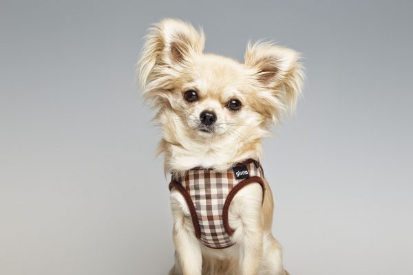 Arnés / Vestido Checked para perros de la marca Gloria